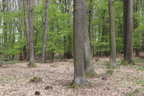 Horní Přím, 30.4.2022
Hradiště Na valech.
Schlüsselwörter: Horní Přím hradiště Na valech