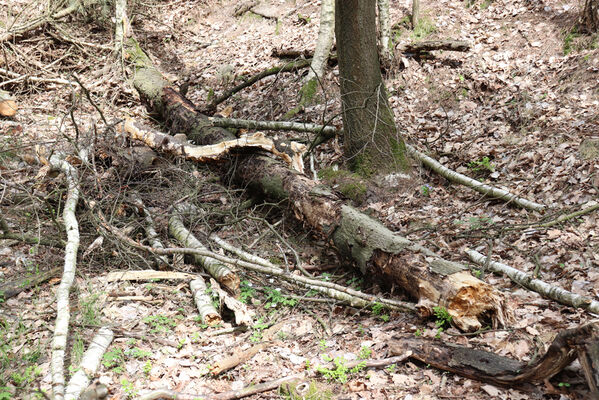 Horní Přím, 30.4.2022
Hradiště Na valech.
Schlüsselwörter: Horní Přím hradiště Na valech Stenagostus rhombeus