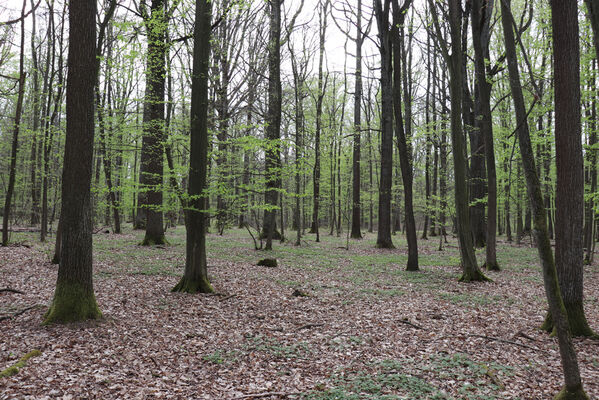 Horní Přím, 30.4.2022
Přímský les.
Klíčová slova: Dolní Přím Horní Přím Přímský les