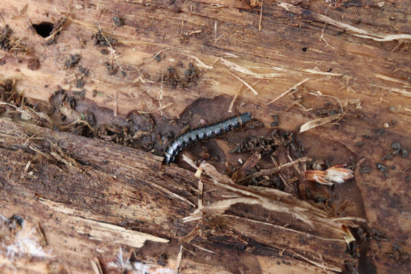 Horní Přím, 30.4.2022
Přímský les. Larva kovaříka Stenagostus rhombeus.
Klíčová slova: Dolní Přím Horní Přím Přímský les Stenagostus rhombeus