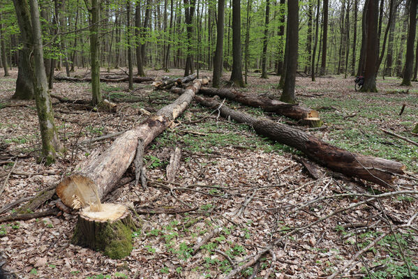 Horní Přím, 30.4.2022
Přímský les. Biotop kovaříků Stenagostus rhombeus.
Keywords: Dolní Přím Horní Přím Přímský les Stenagostus rhombeus