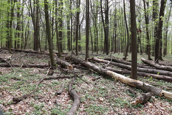 Horní Přím, 30.4.2022
Přímský les. Biotop kovaříků Stenagostus rhombeus.
Keywords: Dolní Přím Horní Přím Přímský les Stenagostus rhombeus