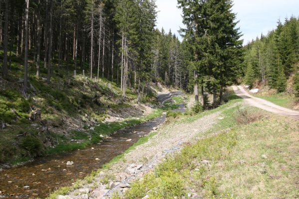 Horní Malá Úpa, 10.5.2012
Údolí Malé Úpy pod vrchem Haida. 
Klíčová slova: Krkonoše Horní Malá Úpa Haida Orithales serraticornis Pheletes aeneoniger Athous subfuscus