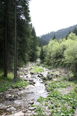 Horní Malá Úpa, 21.5.2012
Štěrkový náplav Malé Úpy pod Kraví horou. Biotop kovaříka Hypnoidus riparius.
Klíčová slova: Krkonoše Horní Malá Úpa Kraví hora Hypnoidus riparius