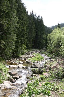 Horní Malá Úpa, 21.5.2012
Štěrkový náplav Malé Úpy pod Kraví horou. Biotop kovaříka Hypnoidus riparius.
Klíčová slova: Krkonoše Horní Malá Úpa Kraví hora Hypnoidus riparius