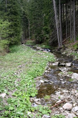 Horní Malá Úpa, 21.5.2012
Štěrkový náplav Malé Úpy pod Kraví horou. Biotop kovaříka Hypnoidus riparius.
Schlüsselwörter: Krkonoše Horní Malá Úpa Kraví hora Hypnoidus riparius