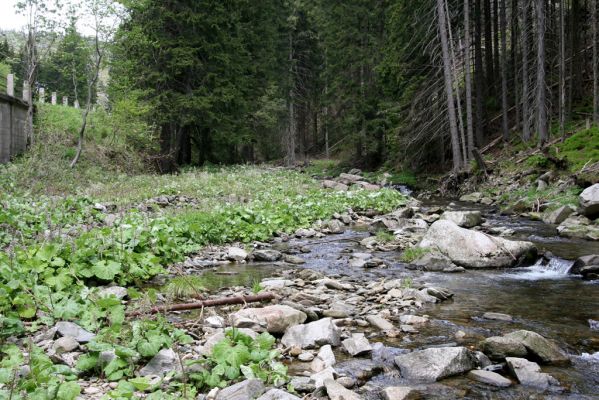 Horní Malá Úpa, 21.5.2012
Štěrkový náplav Malé Úpy pod Kraví horou. Biotop kovaříka Hypnoidus riparius.
Klíčová slova: Krkonoše Horní Malá Úpa Kraví hora Hypnoidus riparius