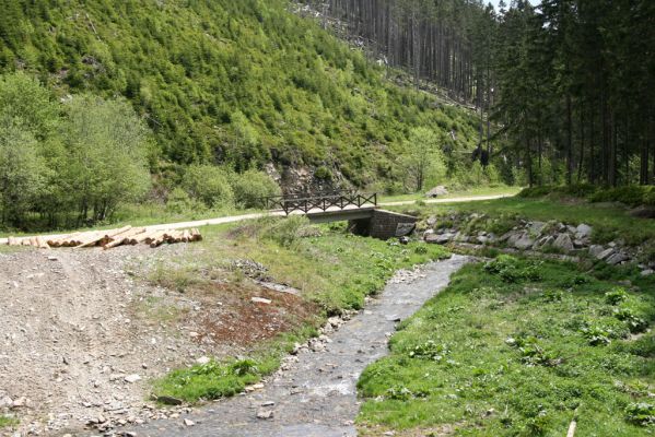 Horní Malá Úpa, 21.5.2012
Údolí Malé Úpy pod vrchem Haida. 
Klíčová slova: Krkonoše Horní Malá Úpa Haida Zorochros flavipes dermestoides