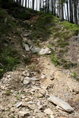 Horní Malá Úpa, 21.5.2012
Sesuv svahu na jižním úpatí vrchu Heida.
Klíčová slova: Krkonoše Horní Malá Úpa Haida Pheletes aeneoniger