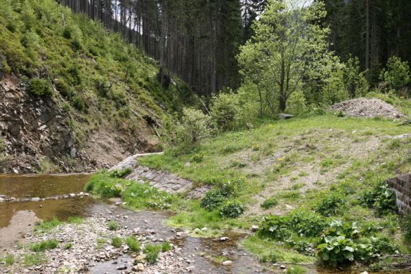 Horní Malá Úpa, 21.5.2012
Údolí Malé Úpy pod vrchem Haida. Štěrkový svah mezi mostem a jezem - bitop kovaříků Zorochros flavipes a Z. dermestoides.
Klíčová slova: Krkonoše Horní Malá Úpa Haida Zorochros flavipes dermestoides