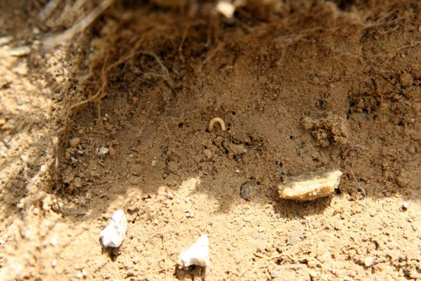 Horní Malá Úpa, 21.5.2012
Sutý břeh Malé Úpy v údolí pod vrchem Haida. Larva kovaříka Orithales serraticornis. 
Klíčová slova: Krkonoše Horní Malá Úpa Haida Orithales serraticornis