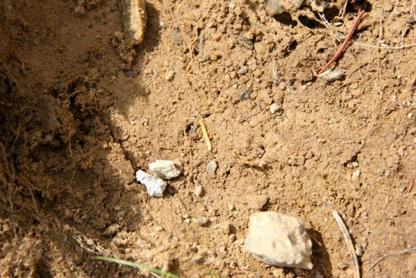 Horní Malá Úpa, 21.5.2012
Sutý břeh Malé Úpy v údolí pod vrchem Haida. Larva Orithales serraticornis. 
Klíčová slova: Krkonoše Horní Malá Úpa Haida Orithales serraticornis