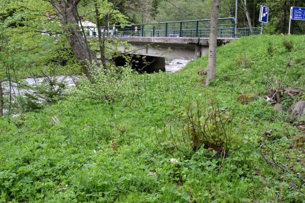 Horní Maršov, 10.5.2012
Temný Důl, Rybárna, břeh Úpy. Biotop kovaříka Selatosomus cruciatus. 
Klíčová slova: Krkonoše Horní Maršov Temný Důl Rybárna Selatosomus cruciatus Agrypnus murinus Ectinus aterrimus Dalopius marginatus