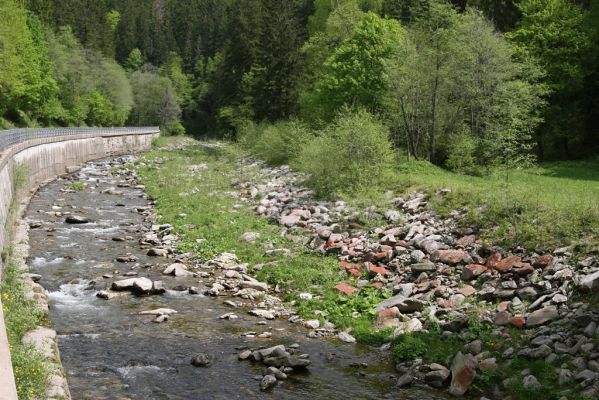 Horní Maršov, 21.5.2012
Štěrkové náplavy Malé Úpy u Myslivny. Biotop kovaříka Zorochros flavipes.
Klíčová slova: Krkonoše Horní Maršov Temný Důl Myslivna Malá Úpa Zorochros flavipes