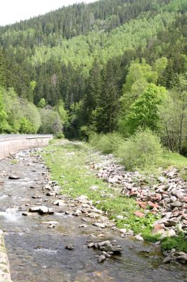 Horní Maršov, 21.5.2012
Štěrkové náplavy Malé Úpy u Myslivny. Biotop kovaříka Zorochros flavipes.
Klíčová slova: Krkonoše Horní Maršov Temný Důl Myslivna Malá Úpa Zorochros flavipes