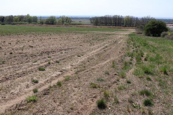 Horušice, 18.4.2020
Písčiny u Horušic.
Klíčová slova: Horušice severozápad Dicronychus equiseti