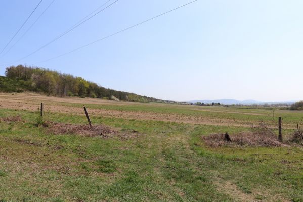 Horušice, 18.4.2020
Písčiny u Horušic.
Mots-clés: Horušice severozápad Dicronychus equiseti