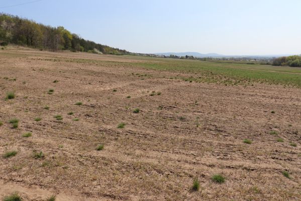 Horušice, 18.4.2020
Písčiny u Horušic.
Mots-clés: Horušice severozápad Dicronychus equiseti