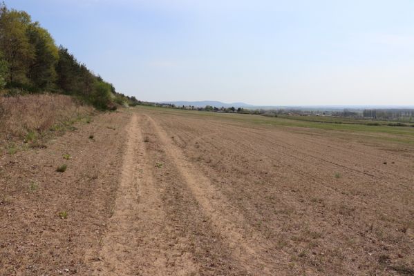 Horušice, 18.4.2020
Písčiny u Horušic.
Klíčová slova: Horušice severozápad Dicronychus equiseti