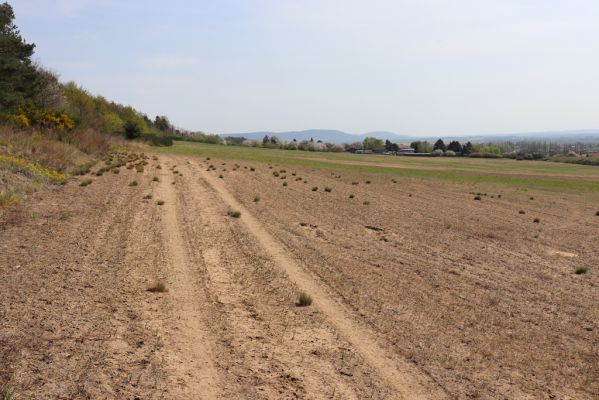 Horušice, 18.4.2020
Písčiny u Horušic.
Schlüsselwörter: Horušice severozápad Dicronychus equiseti