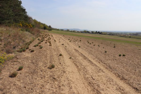 Horušice, 18.4.2020
Písčiny u Horušic. 
Keywords: Horušice severozápad Dicronychus equiseti