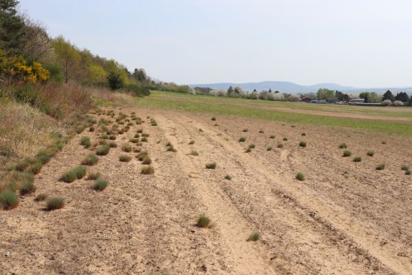 Horušice, 18.4.2020
Písčiny u Horušic.
Klíčová slova: Horušice severozápad Dicronychus equiseti