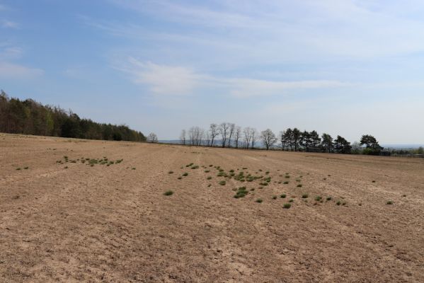 Horušice, 18.4.2020
Písčiny u Horušic.
Klíčová slova: Horušice jihovýchod Dicronychus equiseti