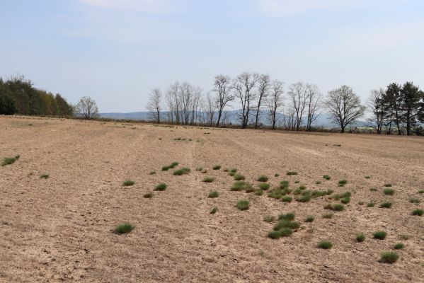 Horušice, 18.4.2020
Písčiny u Horušic.
Keywords: Horušice jihovýchod Dicronychus equiseti