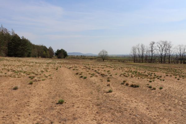 Horušice, 18.4.2020
Písčiny u Horušic.
Schlüsselwörter: Horušice jihovýchod Dicronychus equiseti