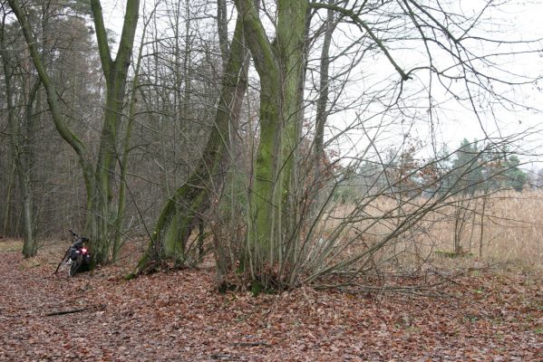 Hradec Králové, Na Plachtě, 15.12.2015
Lipová alej u hráze rybníka Jáma.


Klíčová slova: Hradec Králové Na Plachtě rybník Jáma Calambus bipustulatus