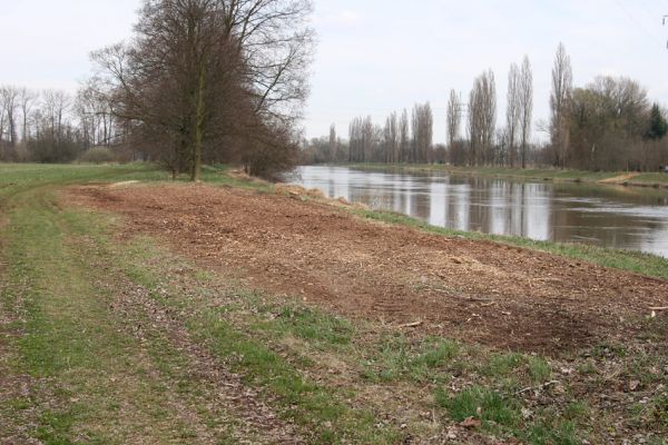 Hradec Králové, 4.4.2010
Pravý břeh Labe u Pražského předměstí. Hradečtí úředníci povolují likvidaci stromů a keřů často a rádi.
Schlüsselwörter: Hradec Králové Pražské předměstí Labe