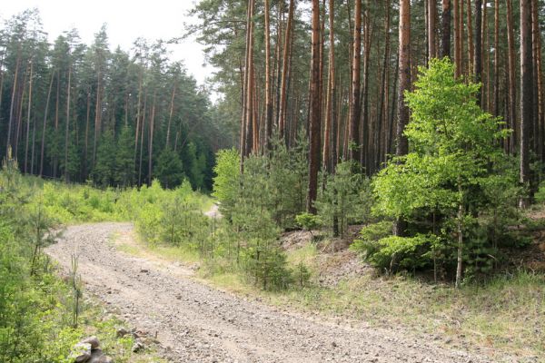Hradčany, 29.5.2008
Polomené hory - Dlouhá rokle. Písčité půdy na osluněném okraji lesa jsou biotopem různých druhů kovaříků.
Klíčová slova: Hradčany Polomené hory Dlouhá rokle Cardiophorus ebeninus ruficollis nigerrimus Sericus brunneus