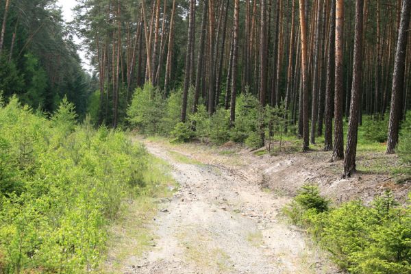 Hradčany, 29.5.2008
Polomené hory - Dlouhá rokle. Písčité půdy na osluněném okraji lesa jsou biotopem různých druhů kovaříků.
Klíčová slova: Hradčany Polomené hory Dlouhá rokle Cardiophorus ebeninus ruficollis nigerrimus Sericus brunneus