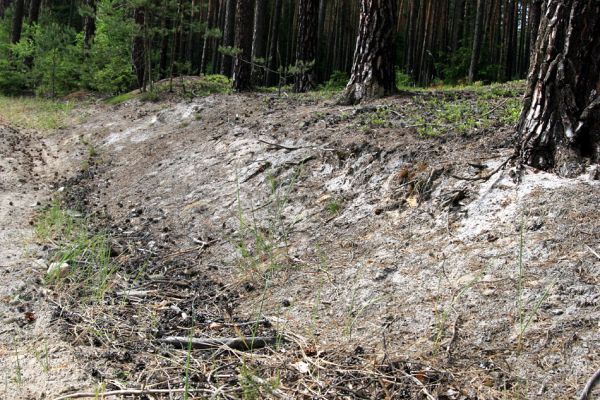 Hradčany, 29.5.2008
Polomené hory - Dlouhá rokle. Písčité půdy na osluněném okraji lesa jsou biotopem různých druhů kovaříků.
Mots-clés: Hradčany Polomené hory Dlouhá rokle Cardiophorus ebeninus ruficollis nigerrimus Sericus brunneus