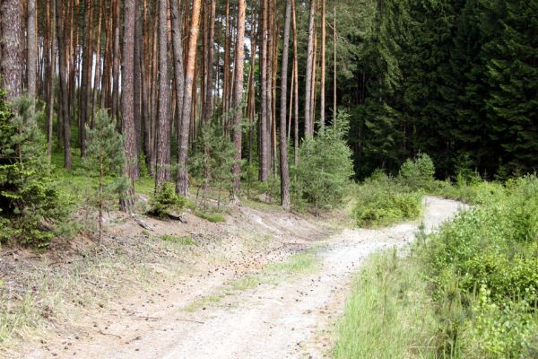 Hradčany, 29.5.2008
Polomené hory - Dlouhá rokle. Písčité půdy na osluněném okraji lesa jsou biotopem různých druhů kovaříků.
Klíčová slova: Hradčany Polomené hory Dlouhá rokle Cardiophorus ebeninus ruficollis nigerrimus Sericus brunneus