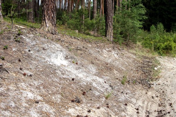 Hradčany, 29.5.2008
Polomené hory - Dlouhá rokle. Písčité půdy na osluněném okraji lesa jsou biotopem různých druhů kovaříků.
Schlüsselwörter: Hradčany Polomené hory Dlouhá rokle Cardiophorus ebeninus ruficollis nigerrimus Sericus brunneus