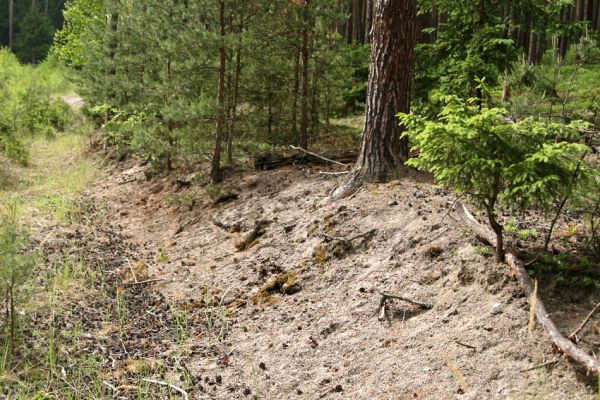 Hradčany, 29.5.2008
Polomené hory - Dlouhá rokle. Písčité půdy na osluněném okraji lesa jsou biotopem různých druhů kovaříků.
Schlüsselwörter: Hradčany Polomené hory Dlouhá rokle Cardiophorus ebeninus ruficollis nigerrimus Sericus brunneus