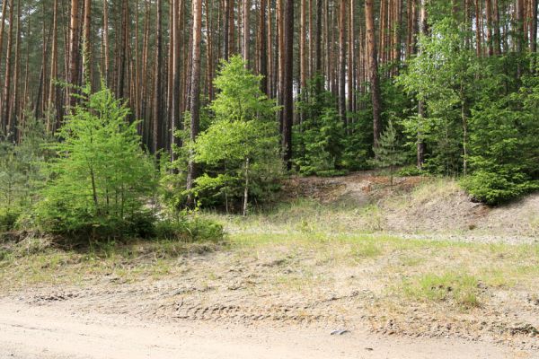 Hradčany, 29.5.2008
Polomené hory - Dlouhá rokle. Písčité půdy na osluněném okraji lesa jsou biotopem různých druhů kovaříků.
Klíčová slova: Hradčany Polomené hory Dlouhá rokle Cardiophorus ebeninus ruficollis nigerrimus Sericus brunneus