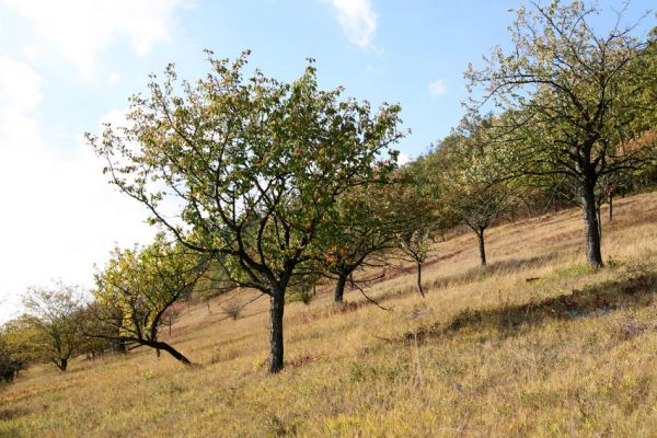 Hradčany, 7.10.2009
Třešňovka na stepích rezervace Báň.
Mots-clés: Hradčany Báň Agriotes gallicus Anthaxia candens