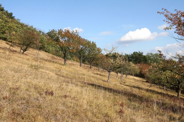 Hradčany, 7.10.2009
Třešňovka na stepích rezervace Báň.
Klíčová slova: Hradčany Báň Agriotes gallicus Anthaxia candens