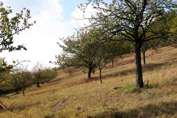 Hradčany, 7.10.2009
Třešňovka na stepích rezervace Báň.
Klíčová slova: Hradčany Báň Agriotes gallicus Anthaxia candens