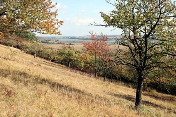 Hradčany, 7.10.2009
Třešňovka na stepích rezervace Báň.
Klíčová slova: Hradčany Báň Agriotes gallicus Anthaxia candens