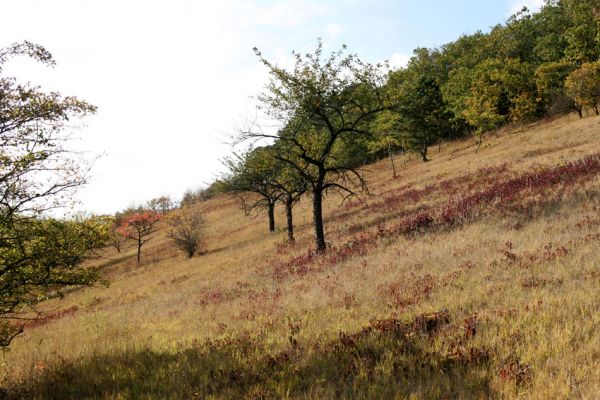 Hradčany, 7.10.2009
Třešňovka na stepích rezervace Báň.
Mots-clés: Hradčany Báň Agriotes gallicus Anthaxia candens