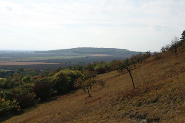 Hradčany, 7.10.2009
Třešňovka na stepích rezervace Báň. Pohled na vrch Oškobrh.
Klíčová slova: Hradčany Báň Oškobrh Agriotes gallicus Anthaxia candens