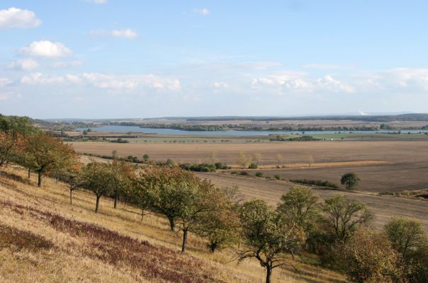 Hradčany, 7.10.2009
Třešňovka na stepích rezervace Báň. Pohled na Žehuňský rybník.
Klíčová slova: Hradčany Báň Žehuňský rybník Agriotes gallicus Anthaxia candens