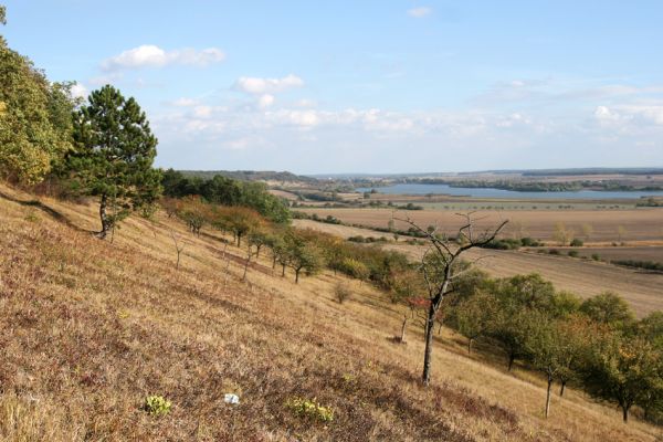 Hradčany, 7.10.2009
Třešovka na stepích rezervace Báň. Pohled na Žehuňský rybník.
Mots-clés: Hradčany Báň Žehuňský rybník Agriotes gallicus Anthaxia candens