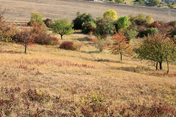 Hradčany, 7.10.2009
Třešňovka na stepích rezervace Báň.
Schlüsselwörter: Hradčany Báň Agriotes gallicus Anthaxia candens