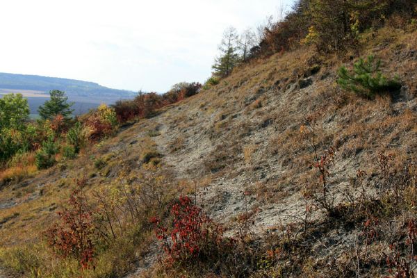 Hradčany, 7.10.2009
Bílé stráně na stepích rezervace Báň.
Mots-clés: Hradčany Báň Agriotes gallicus