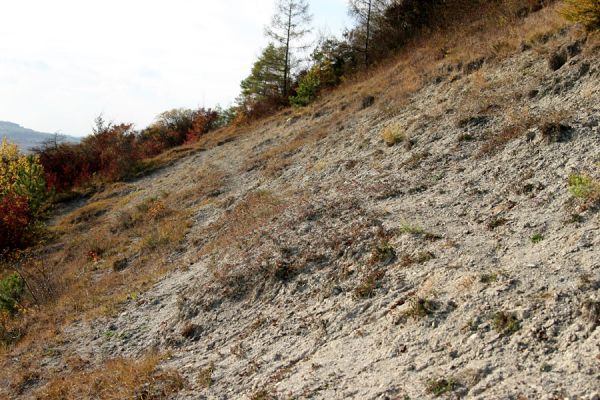 Hradčany, 7.10.2009
Bílé stráně na stepích rezervace Báň.
Klíčová slova: Hradčany Báň Agriotes gallicus