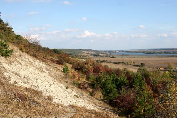 Hradčany, 7.10.2009
Bílé stráně na stepích rezervace Báň. Pohled na Žehuňskou oboru (rezervace Kněžičky) a Žehuňský rybník.
Klíčová slova: Hradčany Báň Žehuňská obora Kněžičky Žehuňský rybník Agriotes gallicus Anthaxia candens